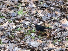Turdus merula