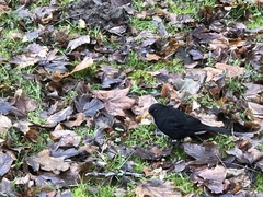 Turdus merula