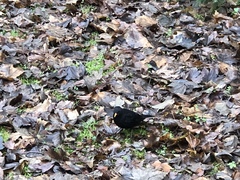 Turdus merula