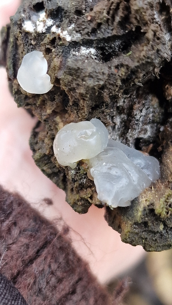 Myxarium nucleatum · November 2025 · photo: © fungiary (iNaturalist, cc0)