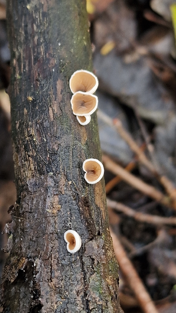 Schizophyllum amplum · November 2025 · photo: © fungiary (iNaturalist, cc0)