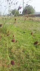 Eryngium ebracteatum