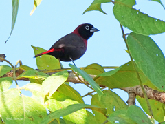 Black-Faced Firefinch photo 2