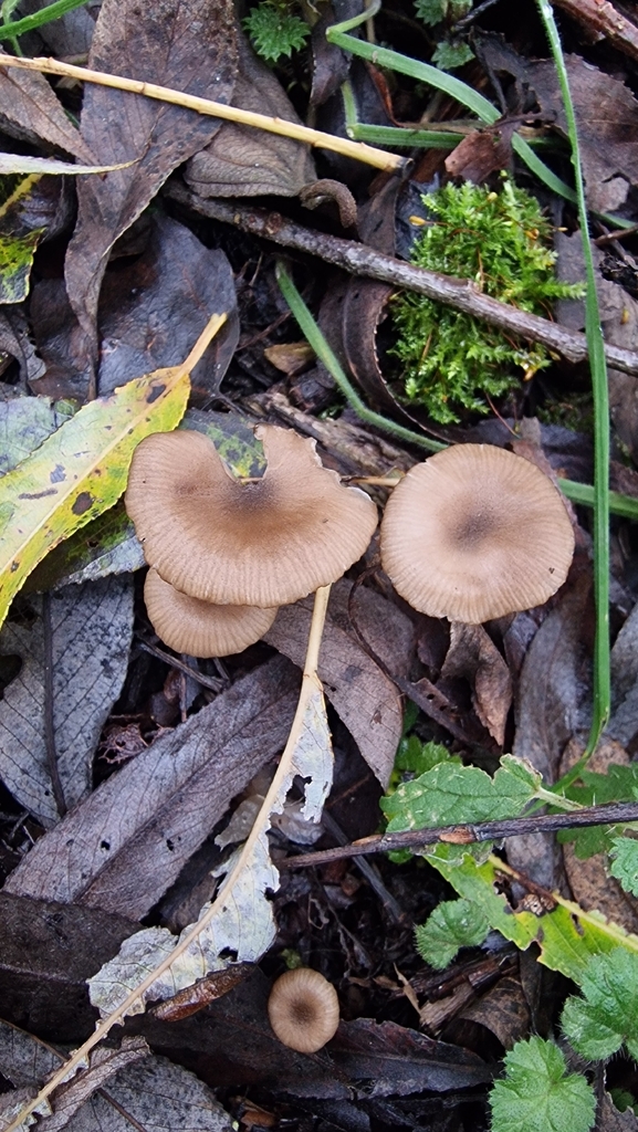 Entoloma caccabus
