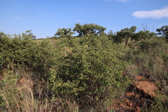 Afrocanthium gilfillanii