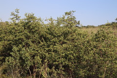 Afrocanthium gilfillanii