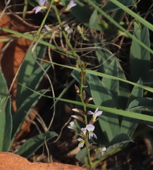 Ophrestia oblongifolia