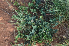 Ophrestia oblongifolia