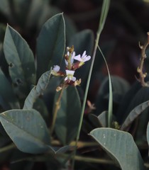 Ophrestia oblongifolia