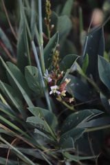 Ophrestia oblongifolia