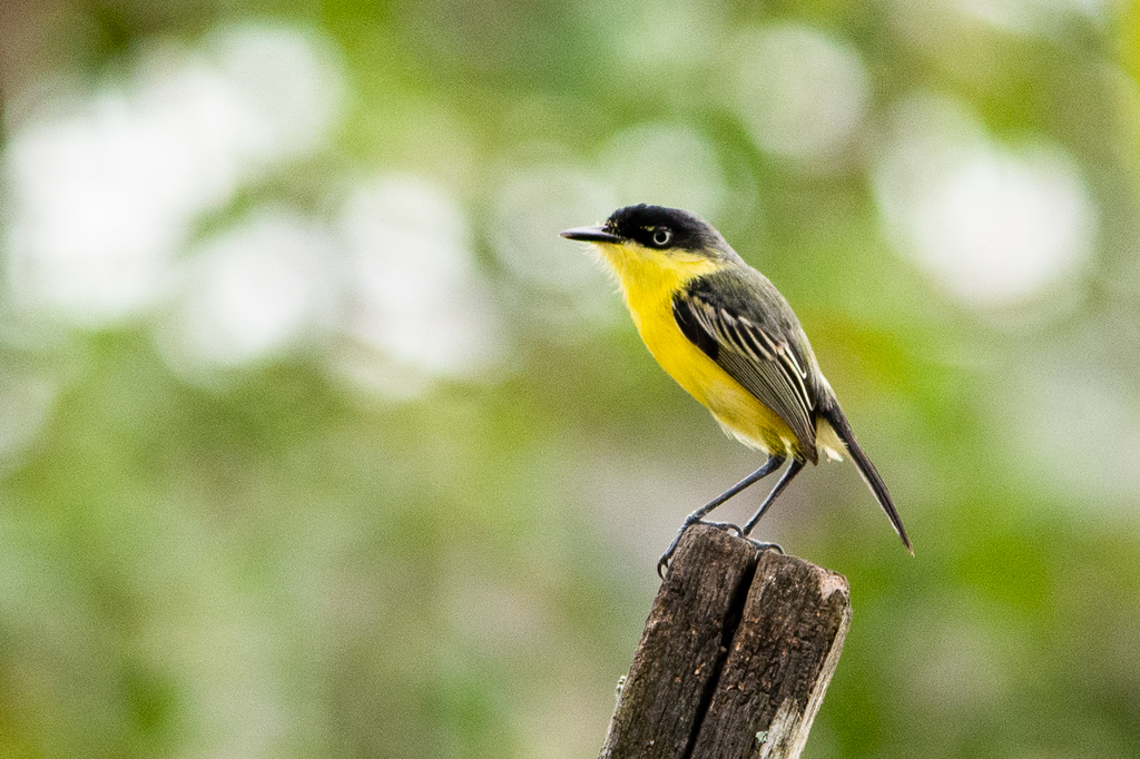 Common Tody-Flycatcher