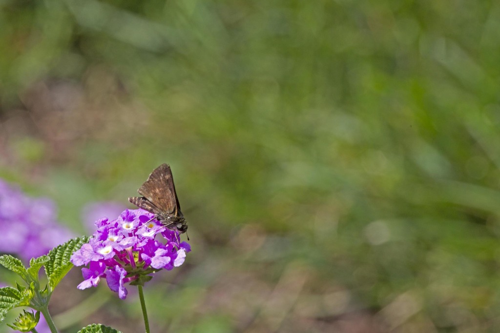 little-glassywing-from-chester-county-pa-usa-on-june-21-2010-at-11