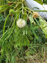 Leucaena diversifolia