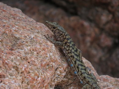 Archaeolacerta bedriagae