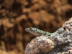 Archaeolacerta bedriagae