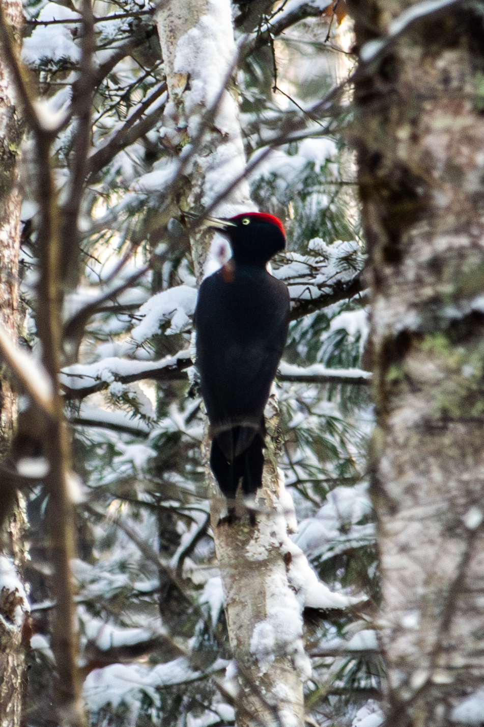 Black Woodpecker