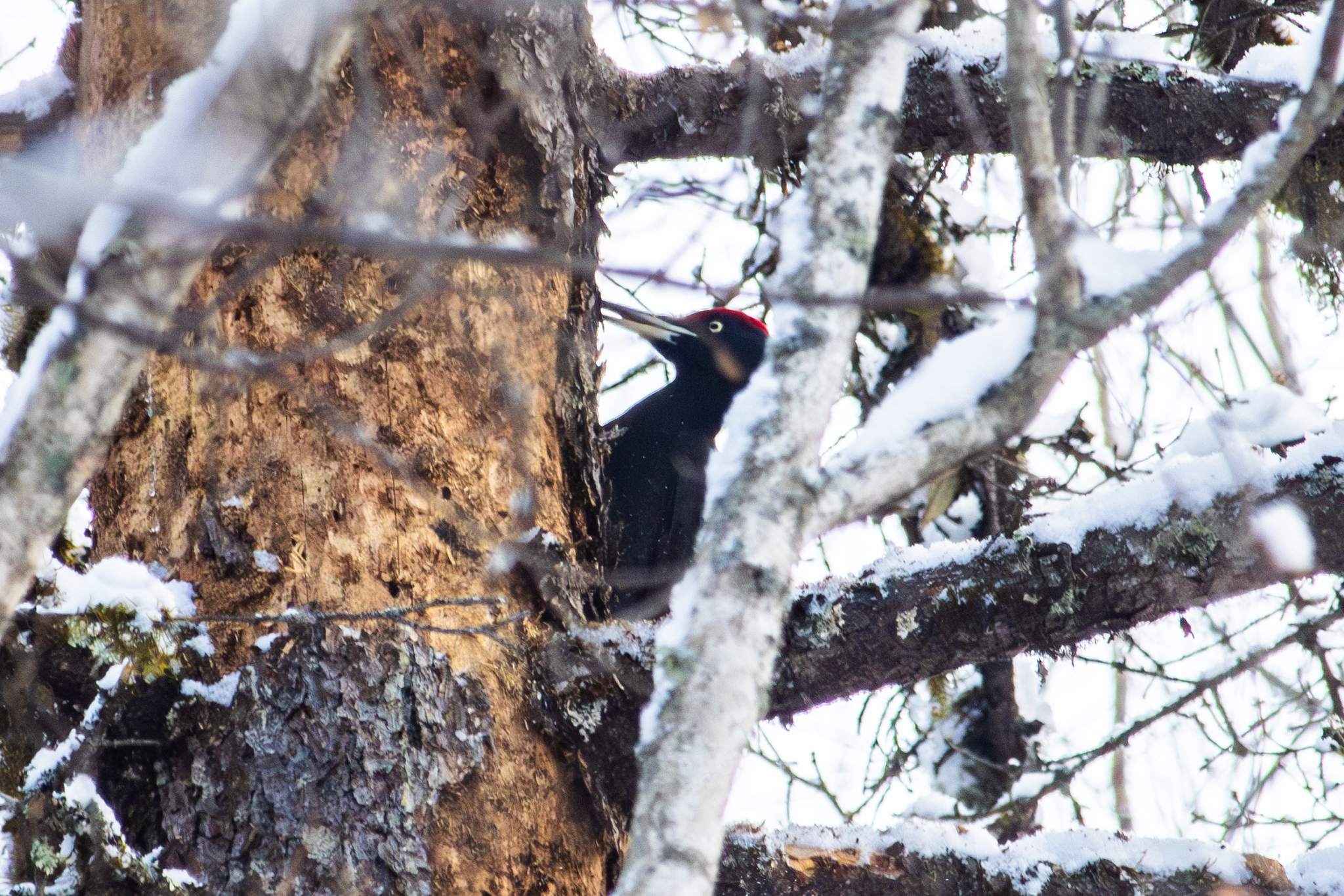 Black Woodpecker