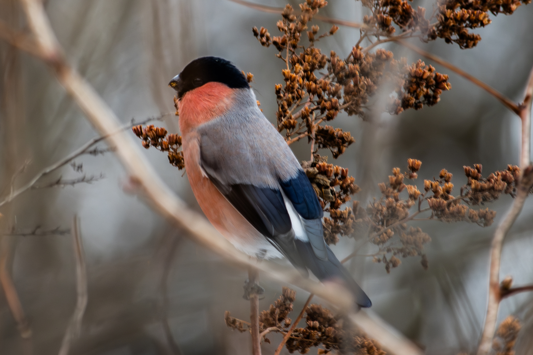 Eurasian Bullfinch