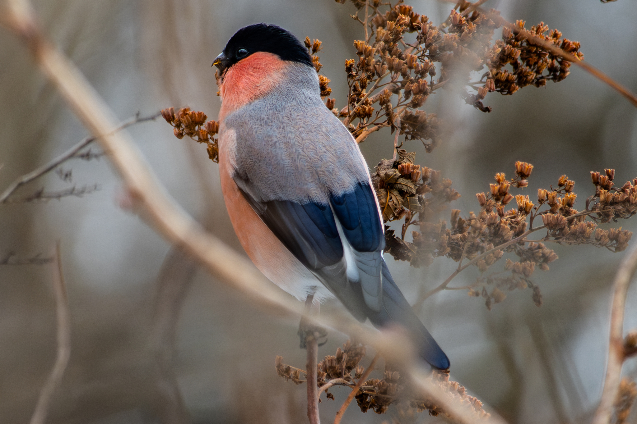 Eurasian Bullfinch