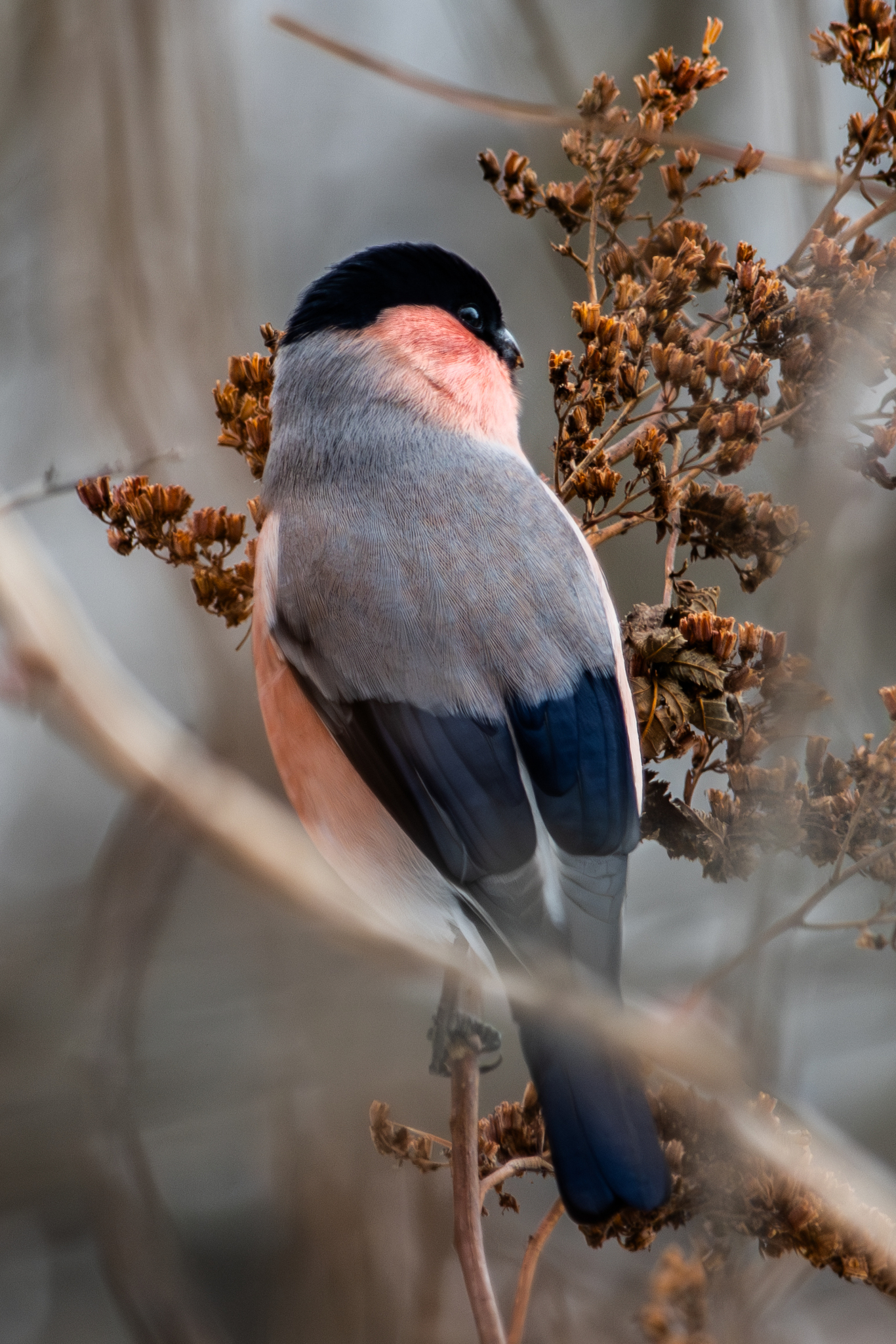 Eurasian Bullfinch