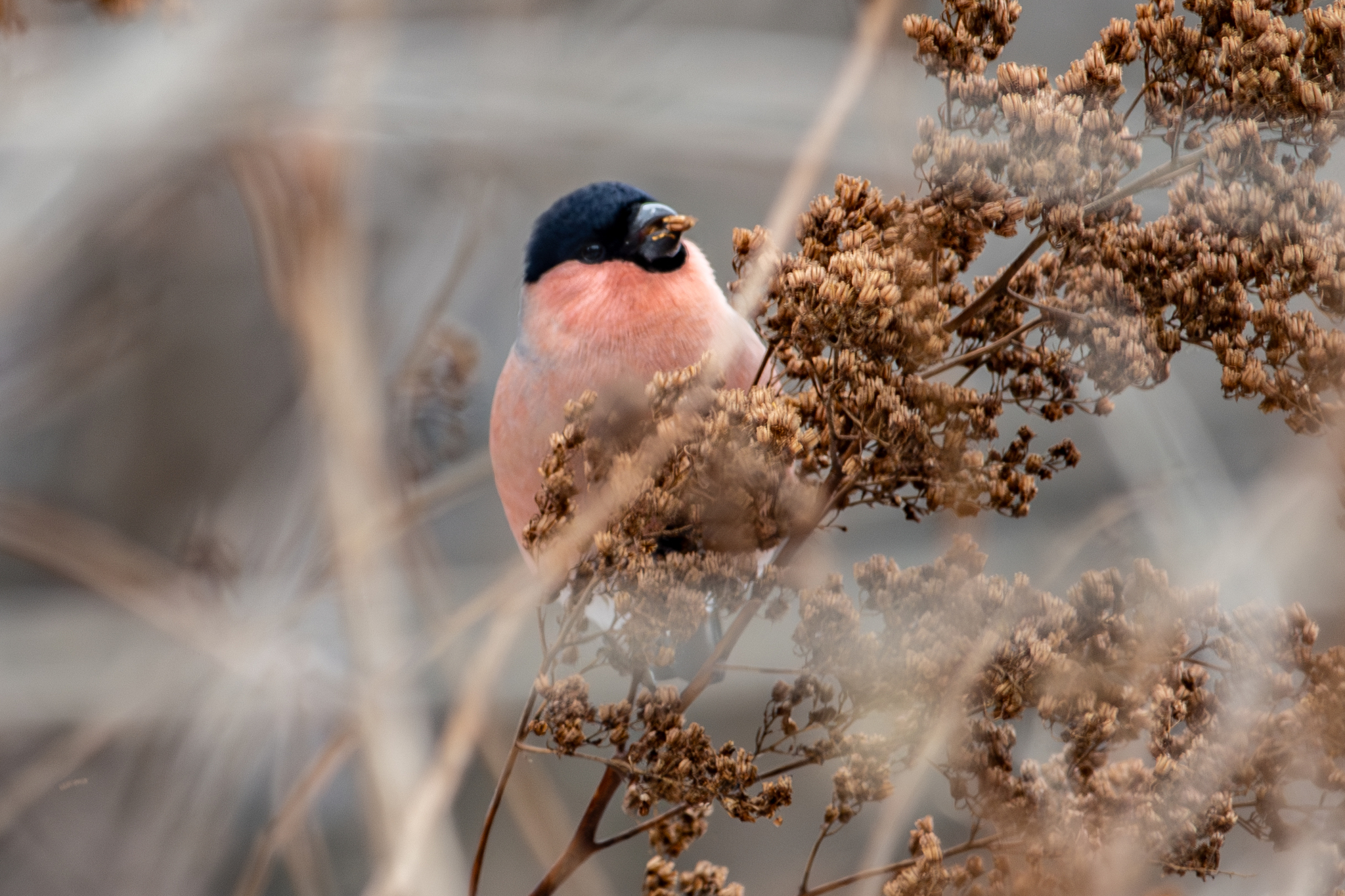 Eurasian Bullfinch