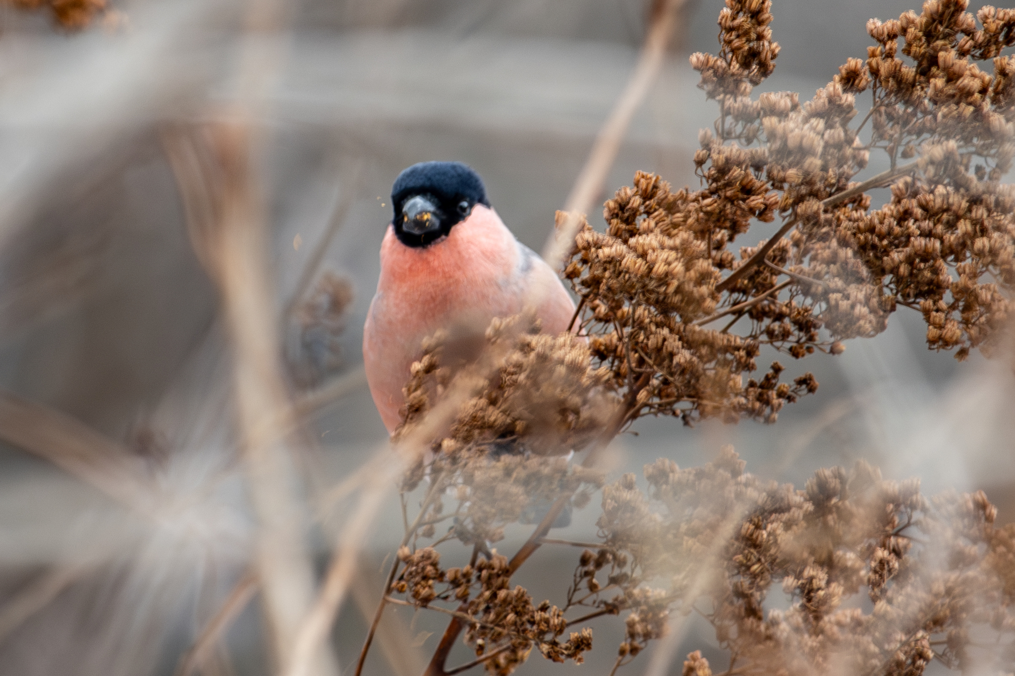 Eurasian Bullfinch