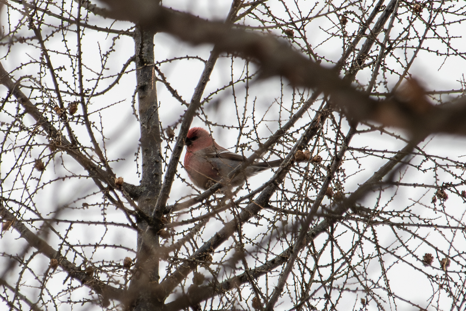 Pine Grosbeak