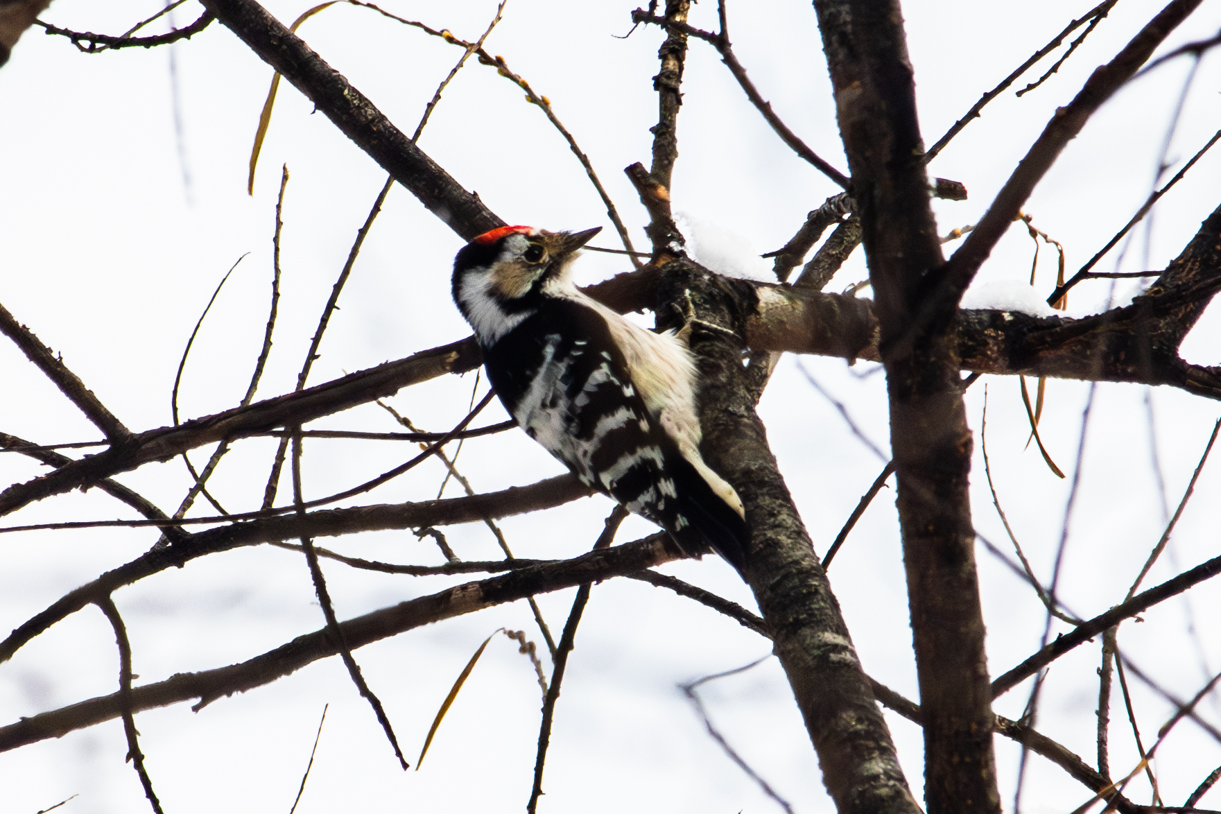 Lesser Spotted Woodpecker