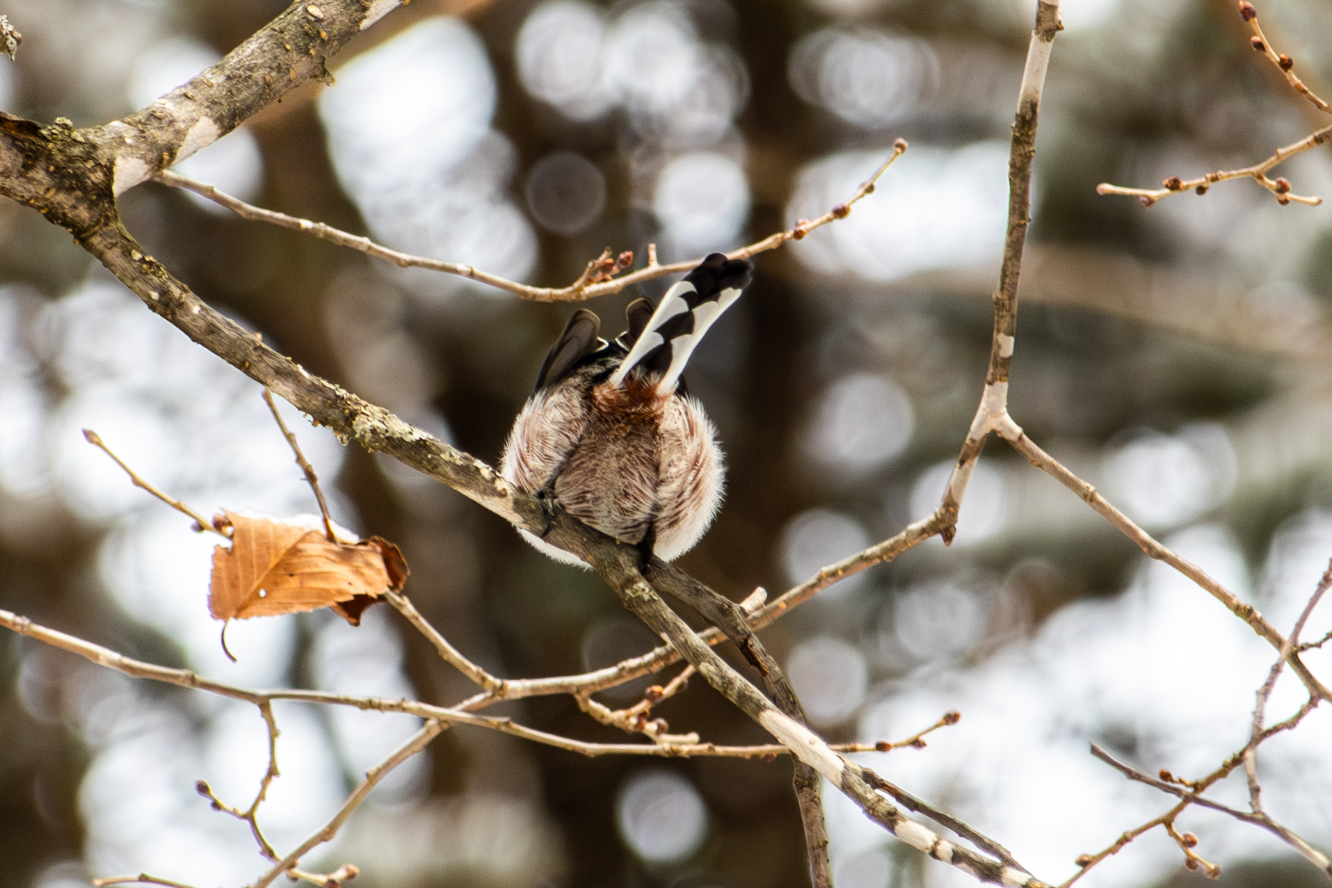 Long-tailed Tit