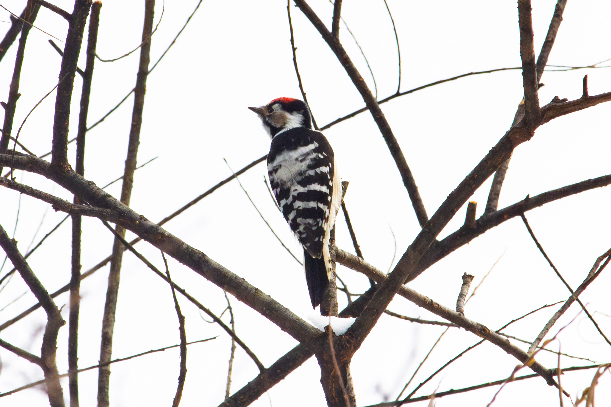 Lesser Spotted Woodpecker