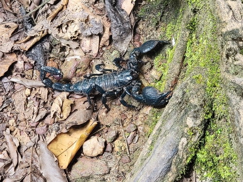 Emperor scorpion