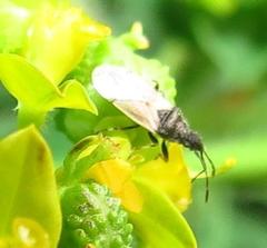 Oxycarenus