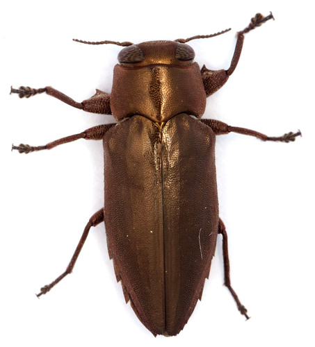 Complex Chrysobothris dorsata · iNaturalist