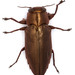 Chrysobothris dorsata - Photo (c) fubr, some rights reserved (CC BY-NC-ND), uploaded by fubr