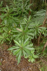 Brachyglottis kirkii