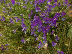 Viola dacica