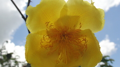 Cochlospermum vitifolium
