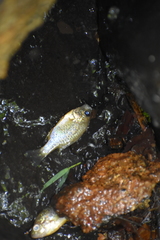 Lepomis microlophus