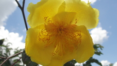 Cochlospermum vitifolium