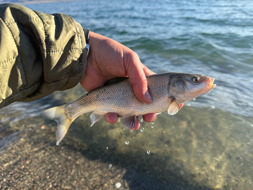 Lahontan tui chub
