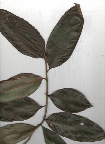 Galbulimima belgraveana observed 2025-11-09