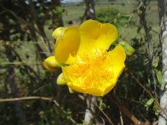 Cochlospermum vitifolium
