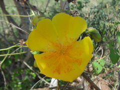 Cochlospermum vitifolium