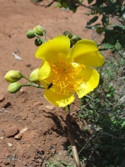 Cochlospermum vitifolium