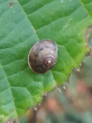 Girdled Snail