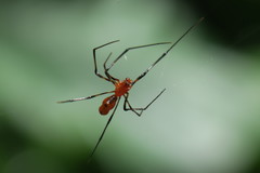 Argyrodes flavescens