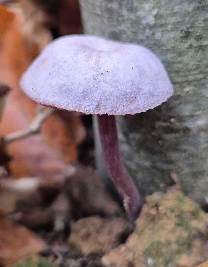 Laccaria amethystina · November 2025 · photo: © tiliacordata (iNaturalist, cc0)