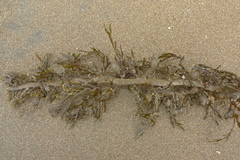 Carpophyllum plumosum