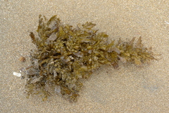 Sargassum sinclairii
