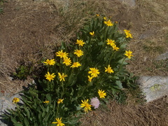 Senecio doronicum